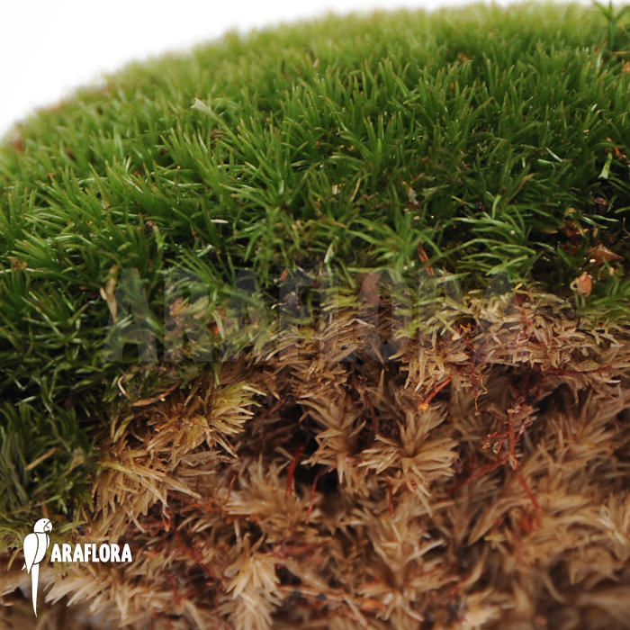 Leucobryum glaucum cradle &lsquo;Cushion moss&rsquo;
