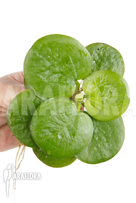 Limnobium laevigatum