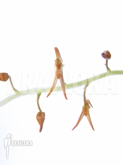 Liparis species Indonesia