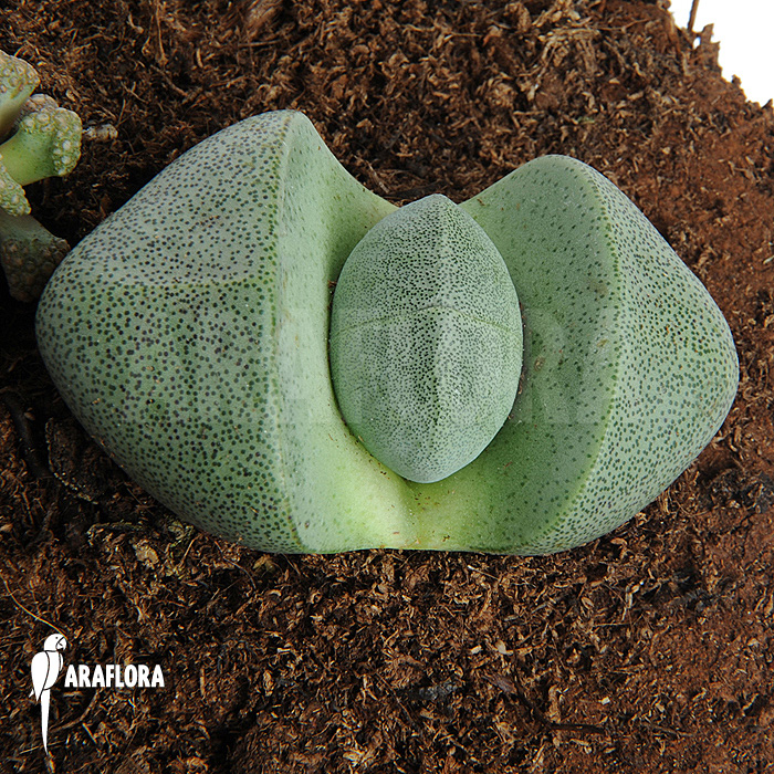 Lithops comptonii &lsquo;Living stones&rsquo;