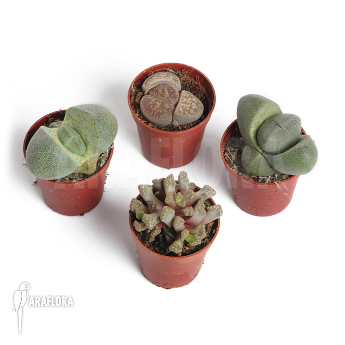 Lithops mix &lsquo;B&rsquo;