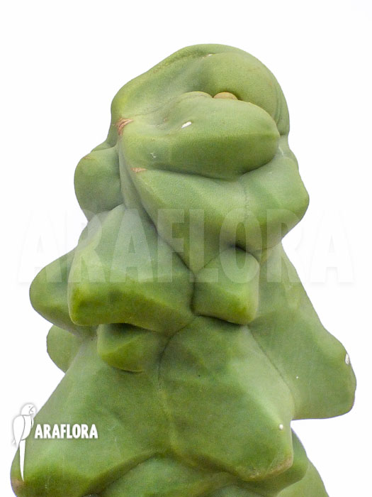 Lophocereus schottii monstrose