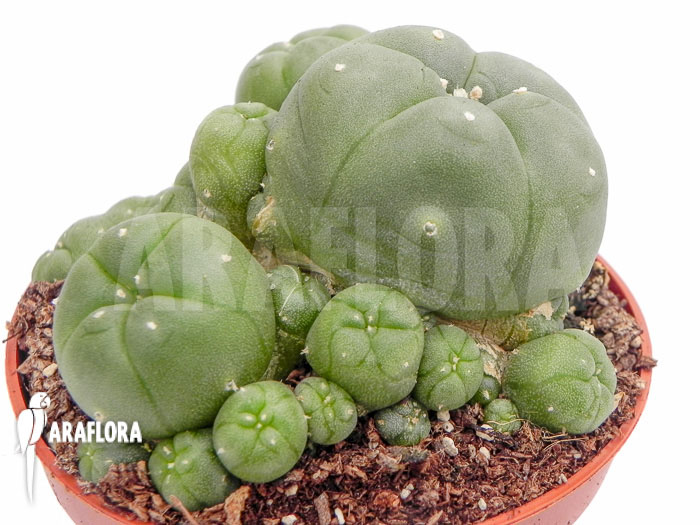 Lophophora williamsii &lsquo;M&rsquo;