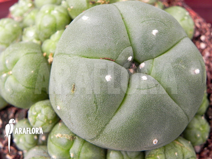 Lophophora williamsii &lsquo;M&rsquo;