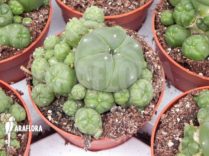 Lophophora williamsii &lsquo;M&rsquo;