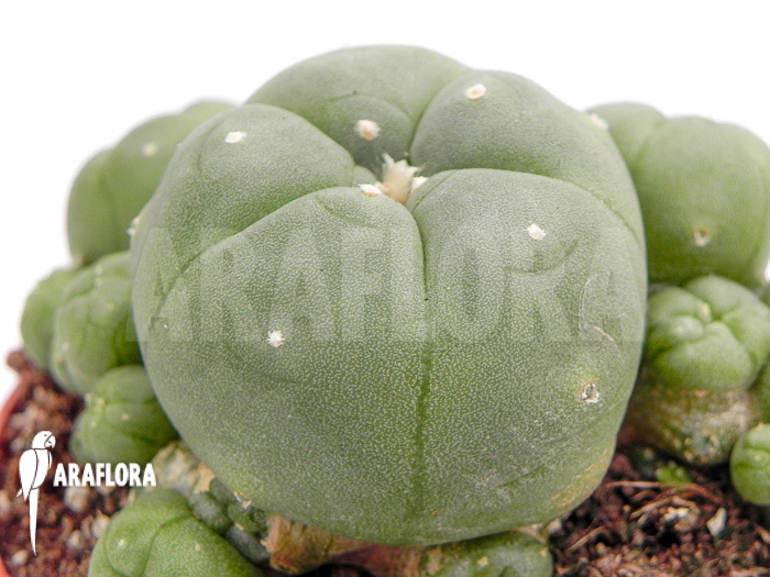 Lophophora williamsii &lsquo;M&rsquo;