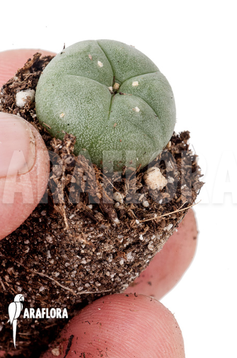 Lophophora williamsii &lsquo;S&rsquo;