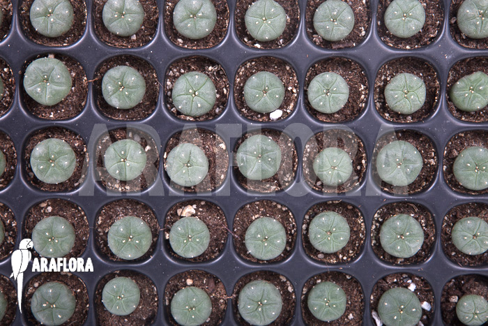 Lophophora williamsii &lsquo;S&rsquo;