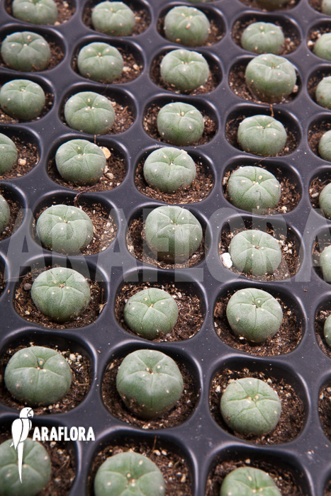 Lophophora williamsii &lsquo;S&rsquo;