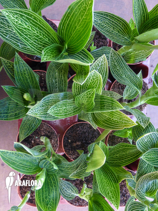 Ludisia discolor &lsquo;Alba&rsquo;