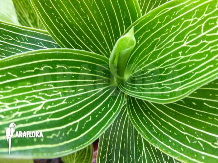 Ludisia discolor &lsquo;Alba&rsquo;