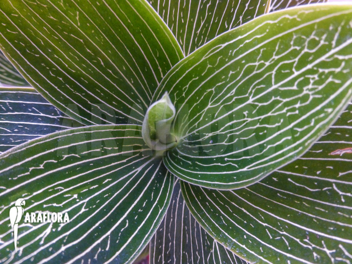 Ludisia discolor &lsquo;Alba&rsquo;