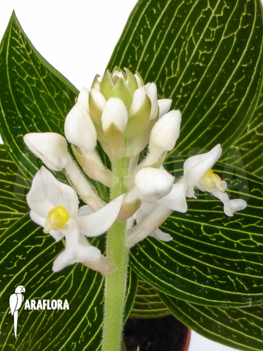 Ludisia discolor &lsquo;Alba&rsquo;