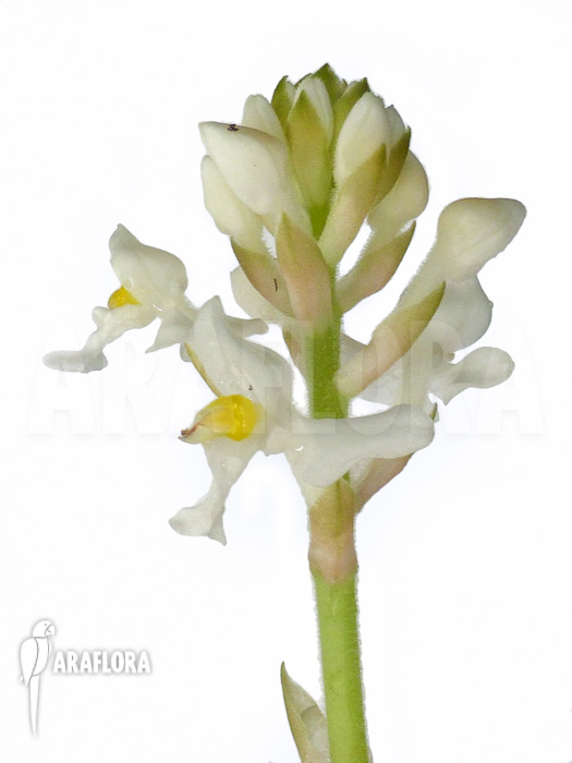 Ludisia discolor &lsquo;Alba&rsquo;