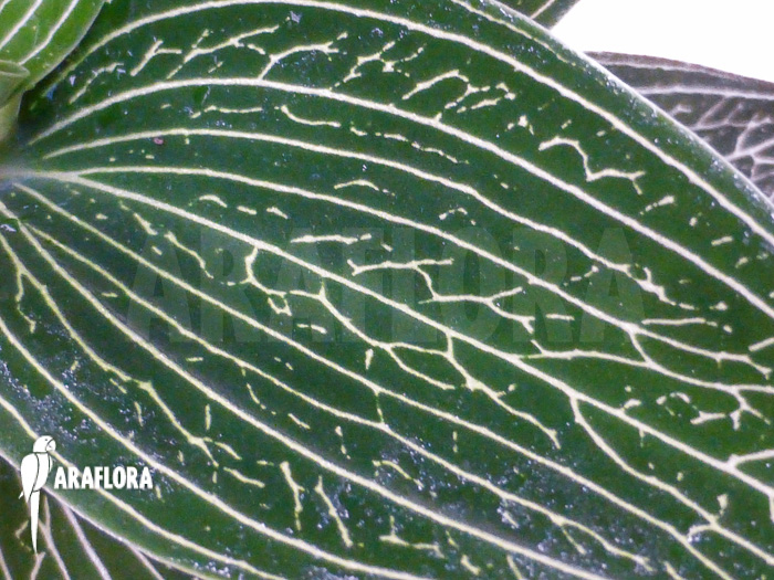 Ludisia discolor &lsquo;Alba&rsquo;