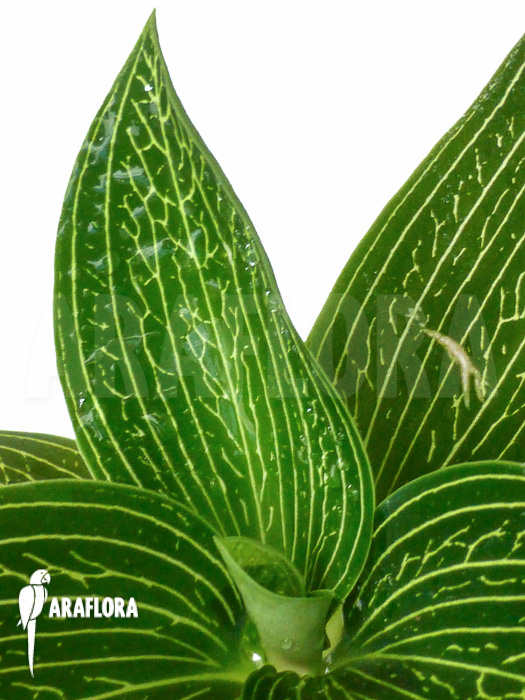 Ludisia discolor &lsquo;Alba&rsquo;