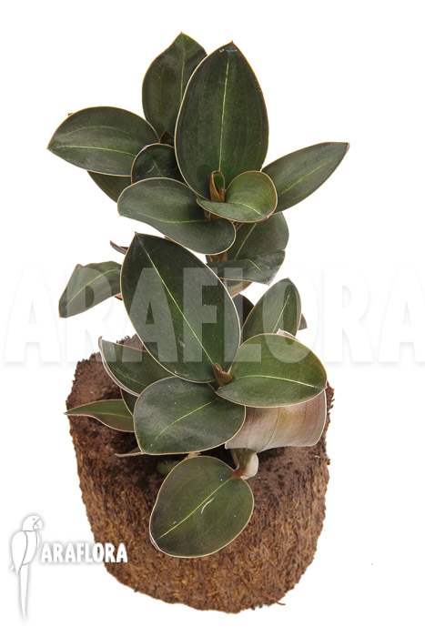 Ludisia discolor var Nigrescens