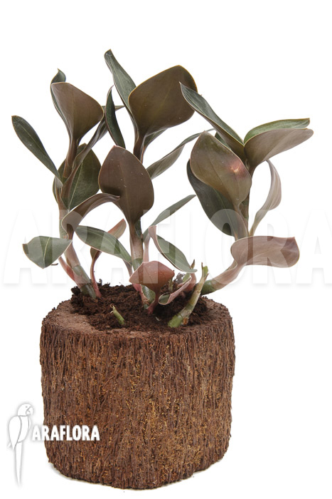 Ludisia discolor var Nigrescens