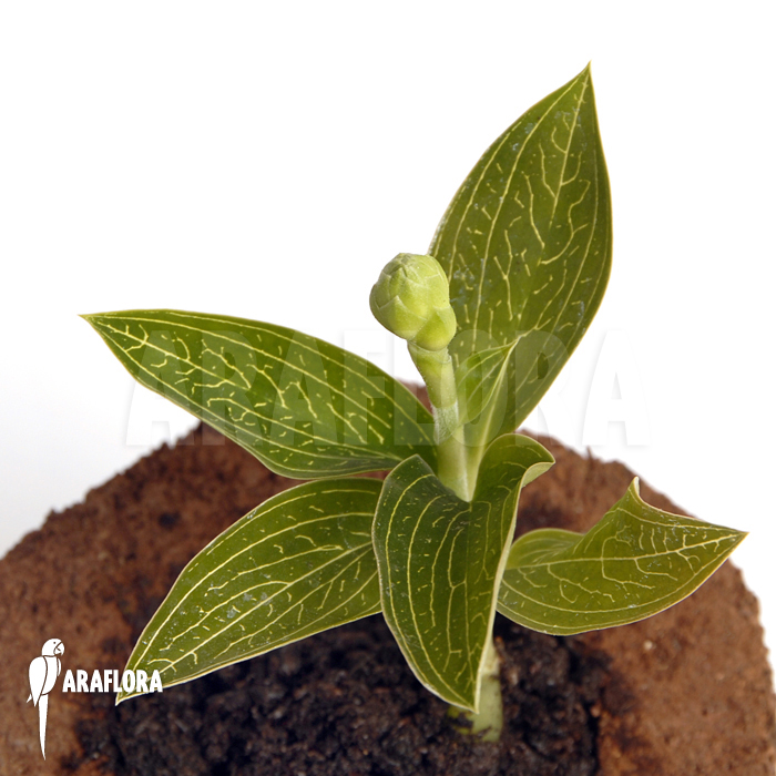 Ludisia discolor &lsquo;Alba&rsquo;