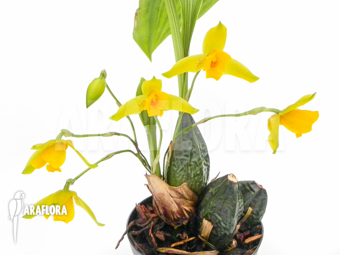 Lycaste aromatica