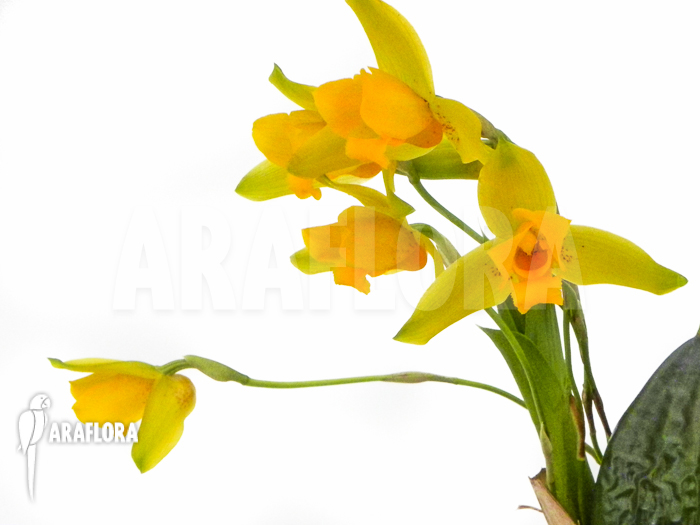 Lycaste aromatica