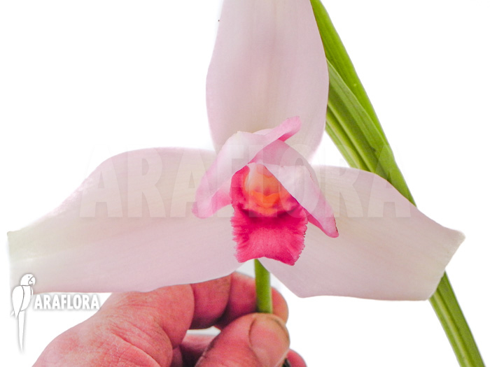 Lycaste skinneri &lsquo;Violet&rsquo;