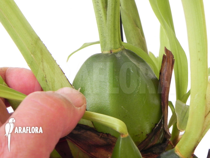 Lycaste skinneri &lsquo;Violet&rsquo;