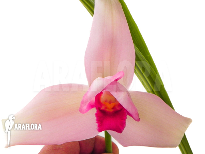 Lycaste skinneri &lsquo;Violet&rsquo;