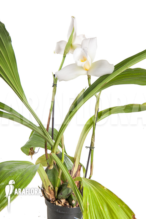 Lycaste skinneri &lsquo;White&rsquo;