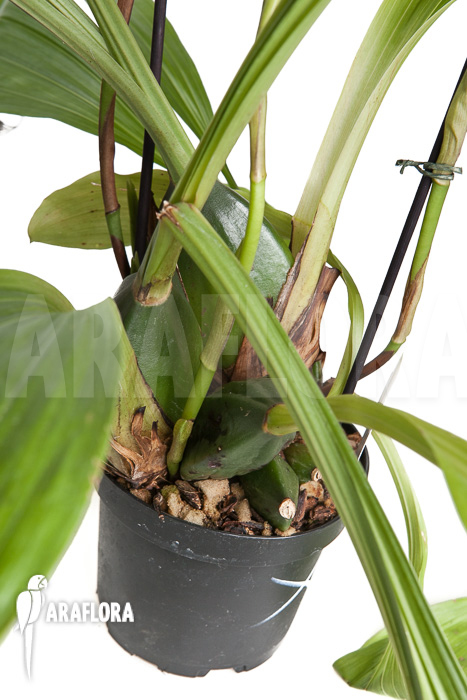 Lycaste skinneri &lsquo;White&rsquo;