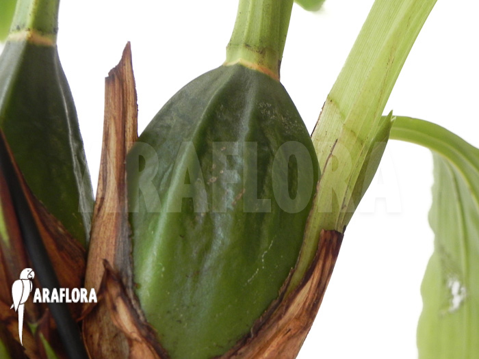 Lycaste skinneri &lsquo;White&rsquo;