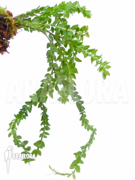 Huperzia &lsquo;Lycopodium&rsquo; hamiltonii