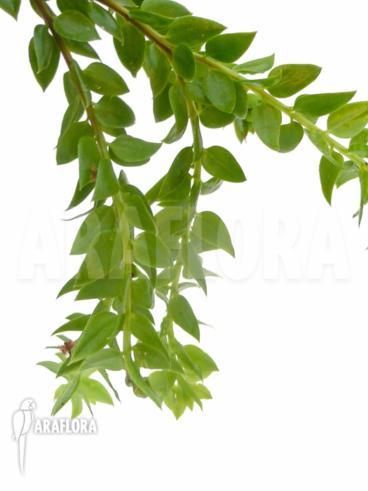 Huperzia &lsquo;Lycopodium&rsquo; hamiltonii