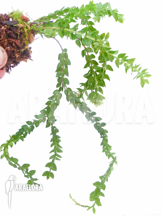 Huperzia &lsquo;Lycopodium&rsquo; hamiltonii