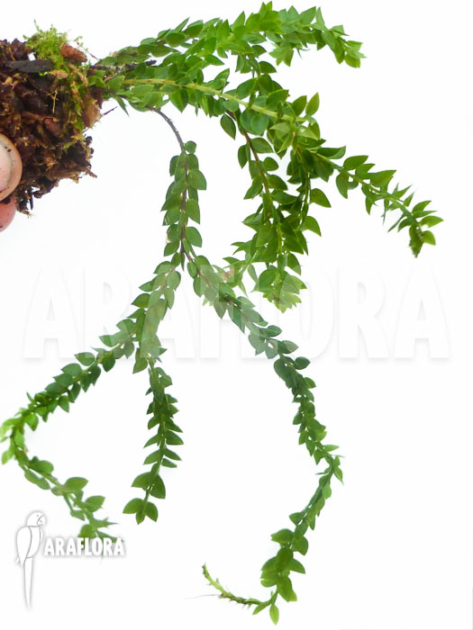 Huperzia &lsquo;Lycopodium&rsquo; hamiltonii