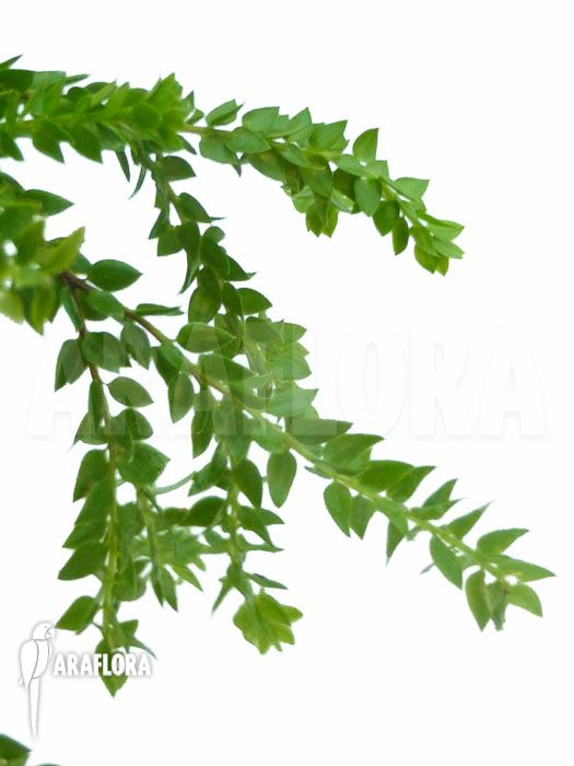 Huperzia &lsquo;Lycopodium&rsquo; hamiltonii