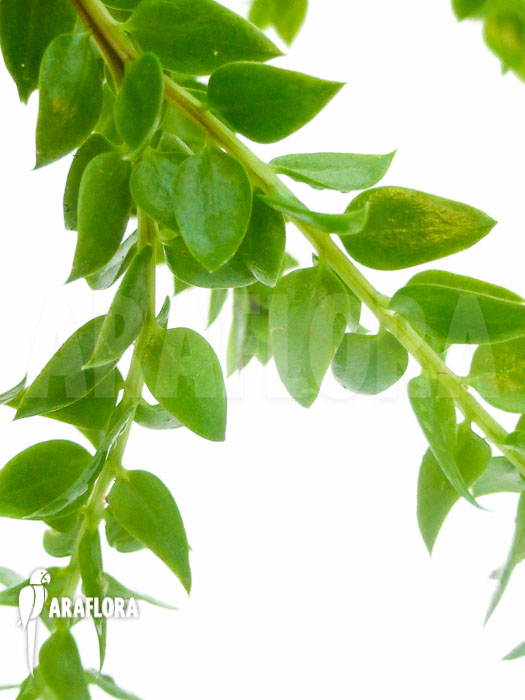 Huperzia &lsquo;Lycopodium&rsquo; hamiltonii