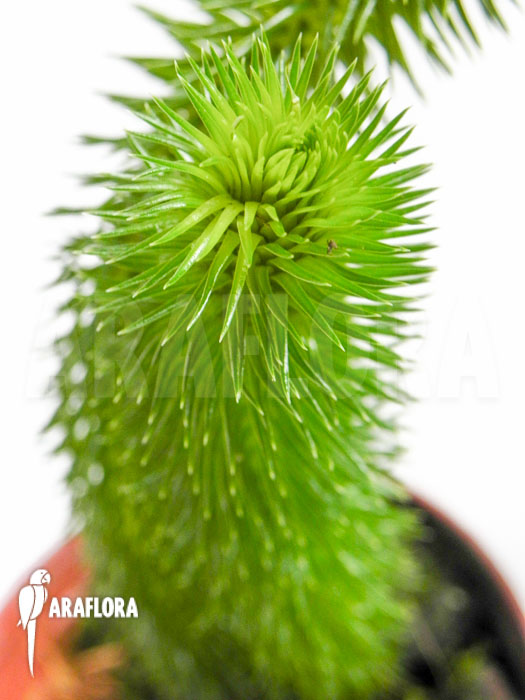 Huperzia &lsquo;Lycopodium&rsquo; squarrosum &lsquo;Bali&rsquo;