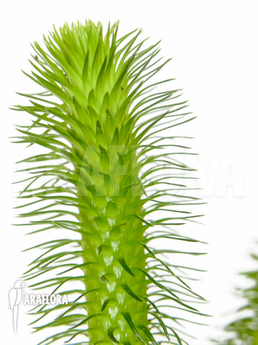 Huperzia &lsquo;Lycopodium&rsquo; squarrosum &lsquo;Bali&rsquo;