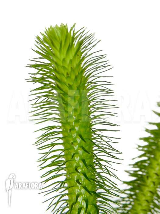 Huperzia &lsquo;Lycopodium&rsquo; squarrosum &lsquo;Bali&rsquo;
