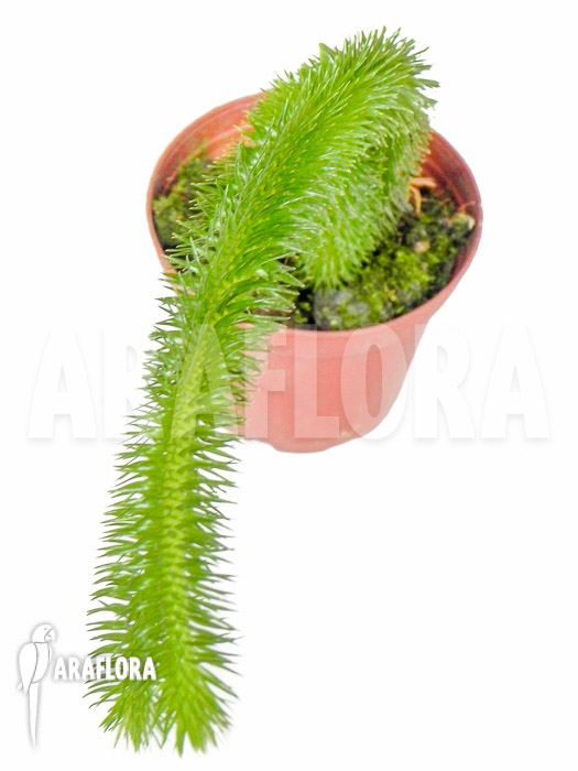 Huperzia &lsquo;Lycopodium&rsquo; squarrosum &lsquo;Bali&rsquo;