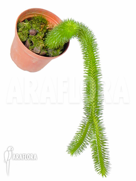 Huperzia &lsquo;Lycopodium&rsquo; squarrosum &lsquo;Bali&rsquo;