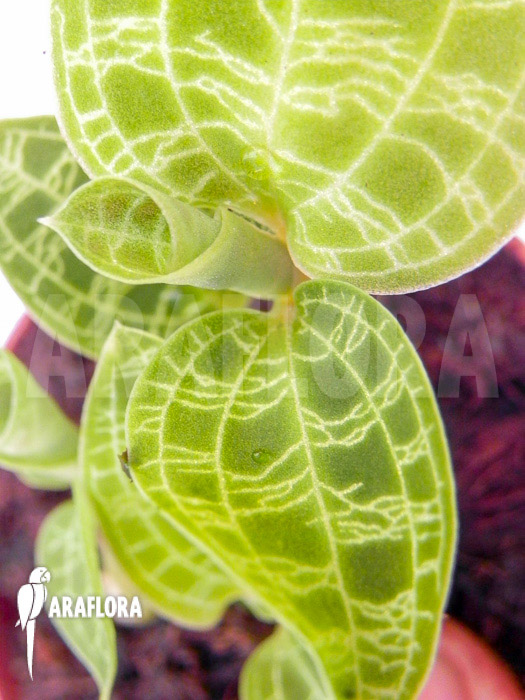 Macode petola &lsquo;Starter&rsquo;