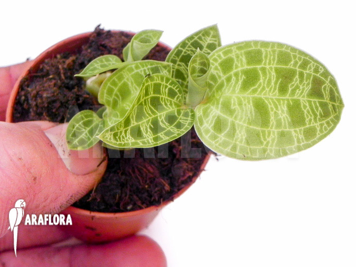 Macode petola &lsquo;Starter&rsquo;