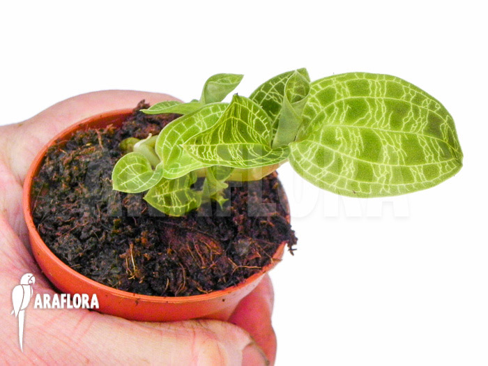 Macode petola &lsquo;Starter&rsquo;