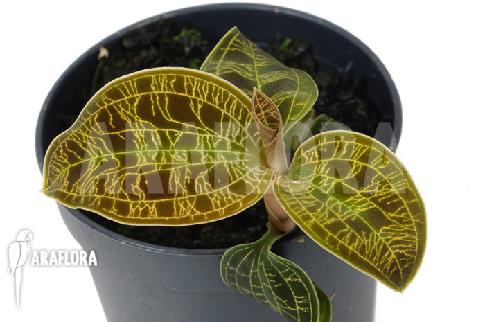 Macodes petola &lsquo;Gold&rsquo; &lsquo;S&rsquo;