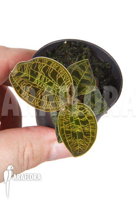 Macodes petola &lsquo;Gold&rsquo; &lsquo;S&rsquo;