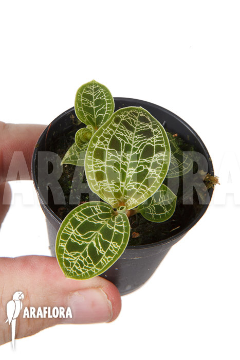 Macodes petola &lsquo;S&rsquo;