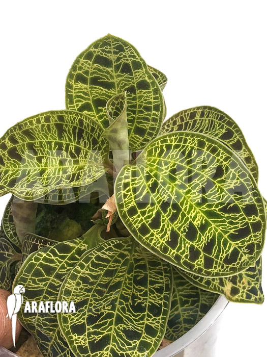 Macodes petola Type X