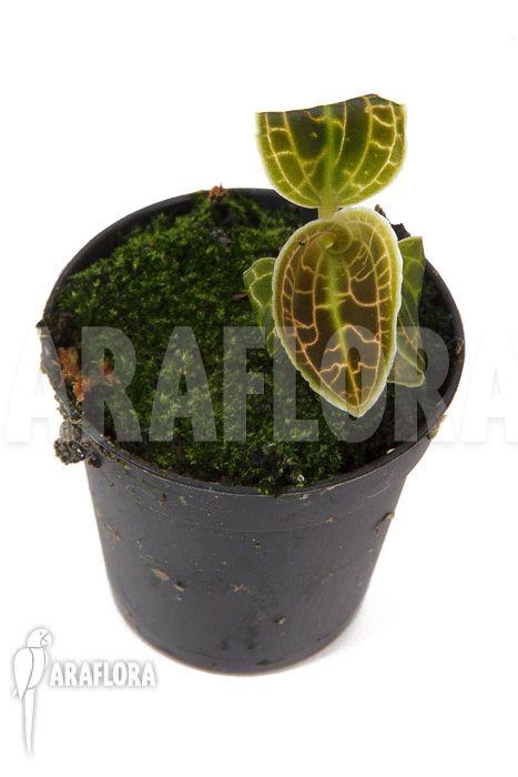 Macodes sanderiana &lsquo;S&rsquo;